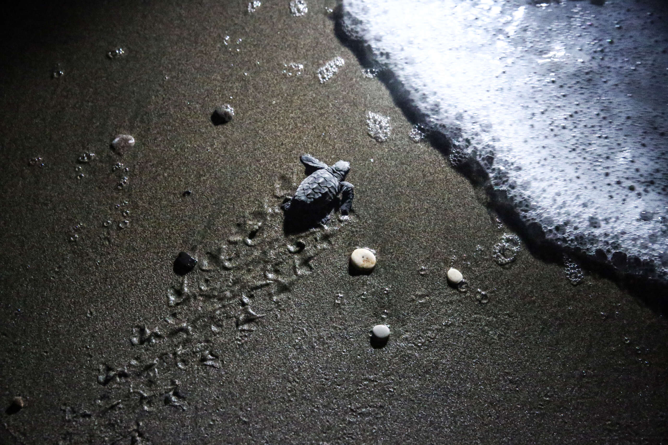 Des chercheurs découvrent des restes de déchets nucléaires dans des tortues marines