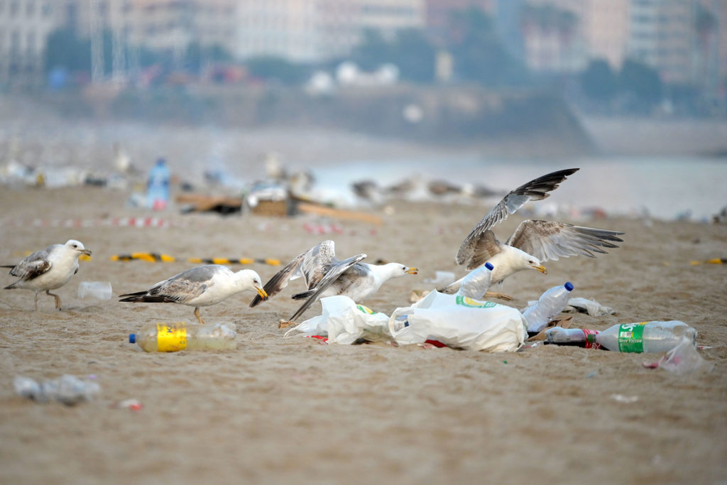 Seagulls feast on plastic at a garbage-littered beach