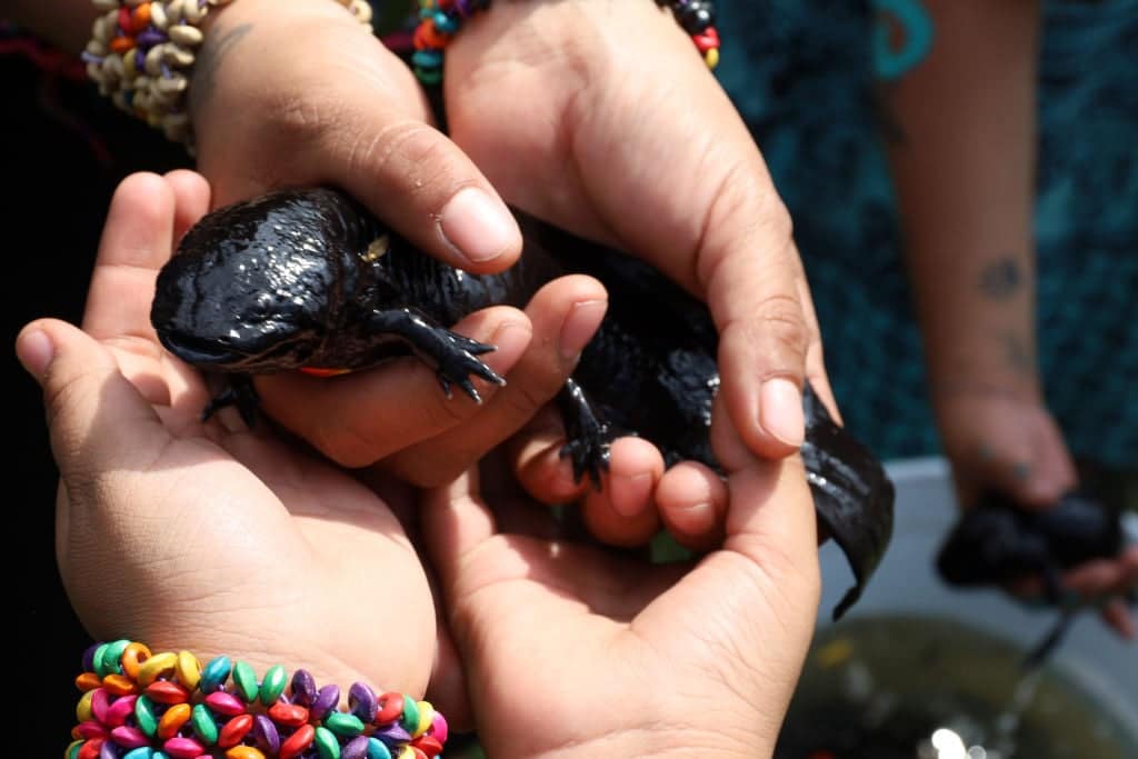 Des écologistes mexicains lancent une campagne pour sauver les amphibiens menacés d'extinction